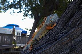 iguana tree nature landscape