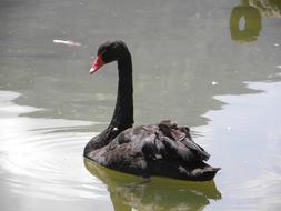 black swan water lake