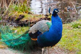 Peacock Blue Birds