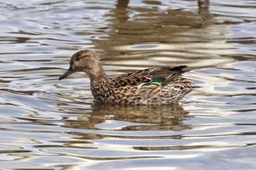 Animal Duck Waterfowl Wild