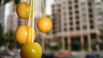 Yellow Cherries