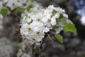 white flower beautiful view landscape