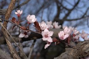 pink sakura tree