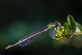 macro photography of Dragonfly Pond Insect