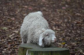 white Sheep Animal