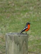 Colorful, cute and beautiful robin bird on the stump, among the grass
