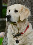 portrait of Dog Golden Retriever