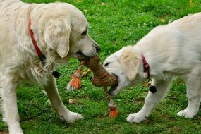 Golden Retriever Playing Dogs