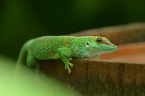 Reptile Green Animal