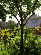 Trees Plum Green
