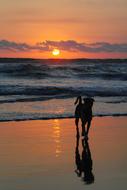 Dog on Beach at Sunset view
