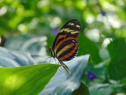 Butterfly and Leaf Wallpaper