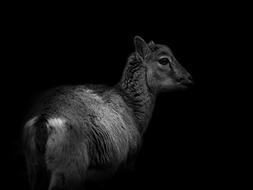 Black And White Wild Nature Roe