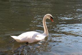 white Swan Bird Water