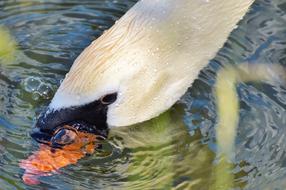 Swan Bird Head at Water