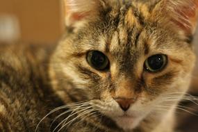 tabby domestic cat with green eyes