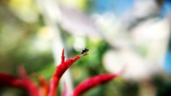 macro view of Fly Insect Animal