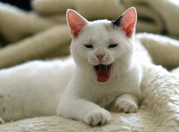 picture of White Domestic Cat