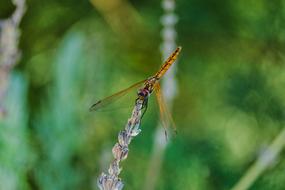 Close-up of the beautiful and colorful dragonfly on the grass, at blurred background