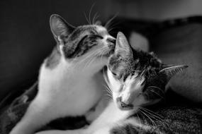 Black And White photo of Cat Pet