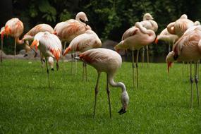 Flamingos Pink Birds