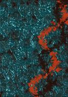 Beautiful, turquoise and red, shiny texture, clipart