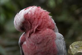 pink Galah Australia Cockatoo