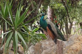 Peacock Animal Bird