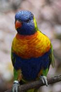 Lori Loro Park Zoo Bird