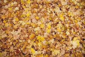 Autumn Leaves yellow gold Background