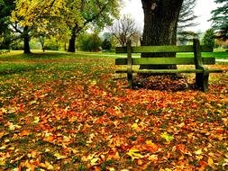 foliage orange bench park