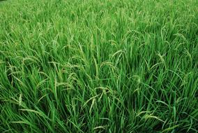 fresh spring grass