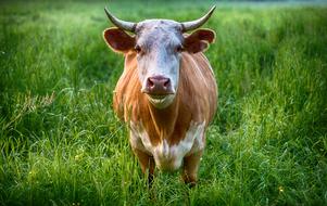 Bull Cow Animal