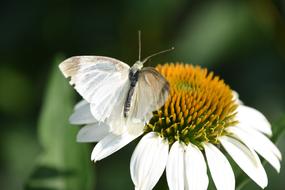 butterfly white daisy