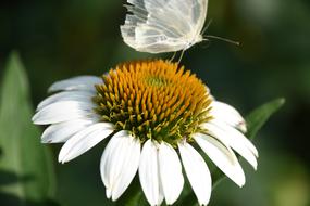 butterfly on the side of the flower