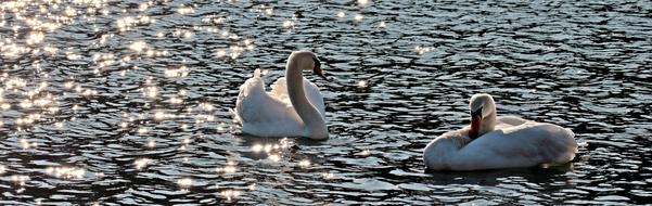 geese water water landscape beautiful