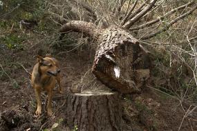 Dog Trunk Pet