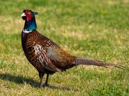 Pheasant Bird Plumage