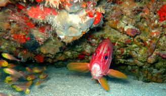 Fish Squirrel Underwater life