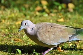 beige dove on the autumn lawn