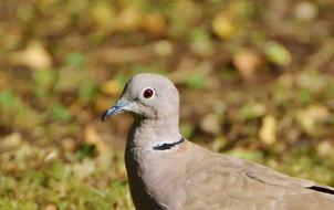 Dove Collared Bird in City