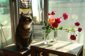 Flower Arrangement and Cat in House