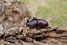 Close-up of the shiny, brown rhinoceros beetle on the wood, near the green grass