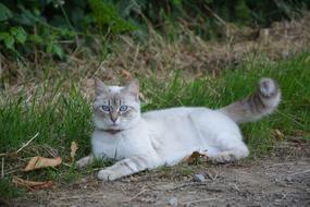 Domestic Animal Cat Rest