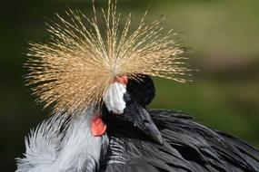 Animal Bird peacock portrait