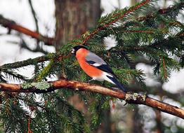 Bird Red Bullfinch on a spruce on a winter day