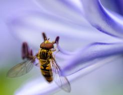 Bee Insect Animal