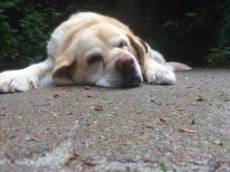 Old Dog Labrador Retriever on road