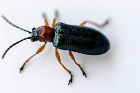 Beetle Fly Insect macro