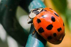 Lady Bird insect closeup